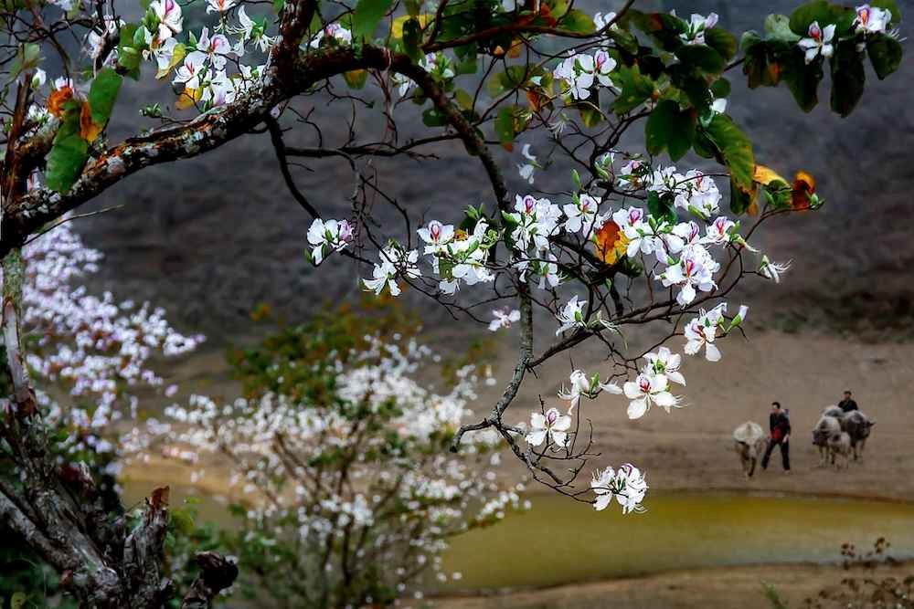 Theo chân giới trẻ săn hoa ban nở sớm ở Tây Bắc - ảnh 1