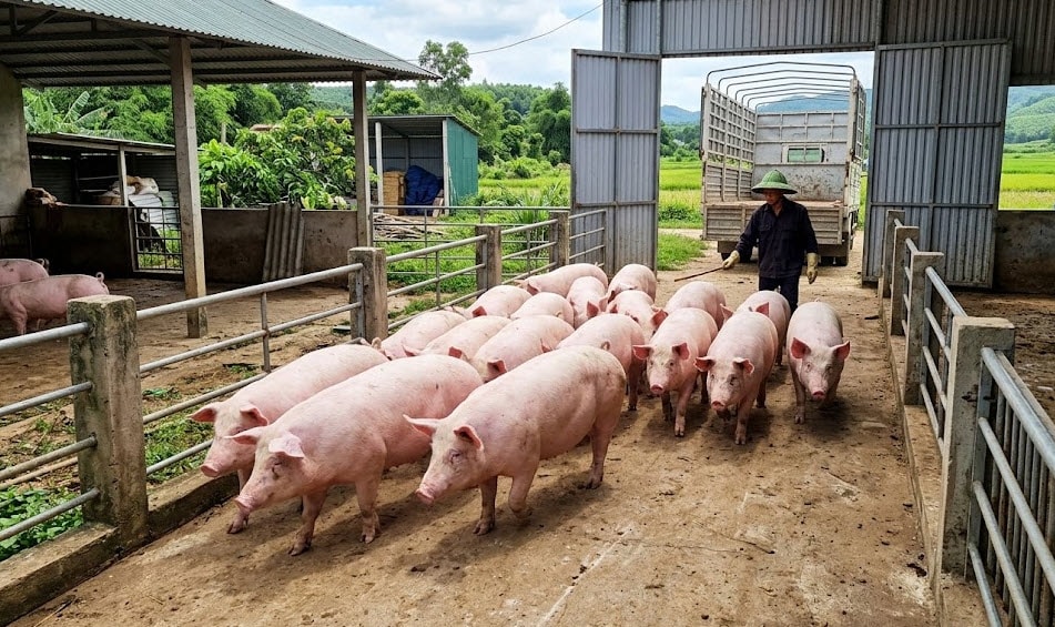 Giá heo hơi hôm nay 5-3-2026 - Ảnh minh họa