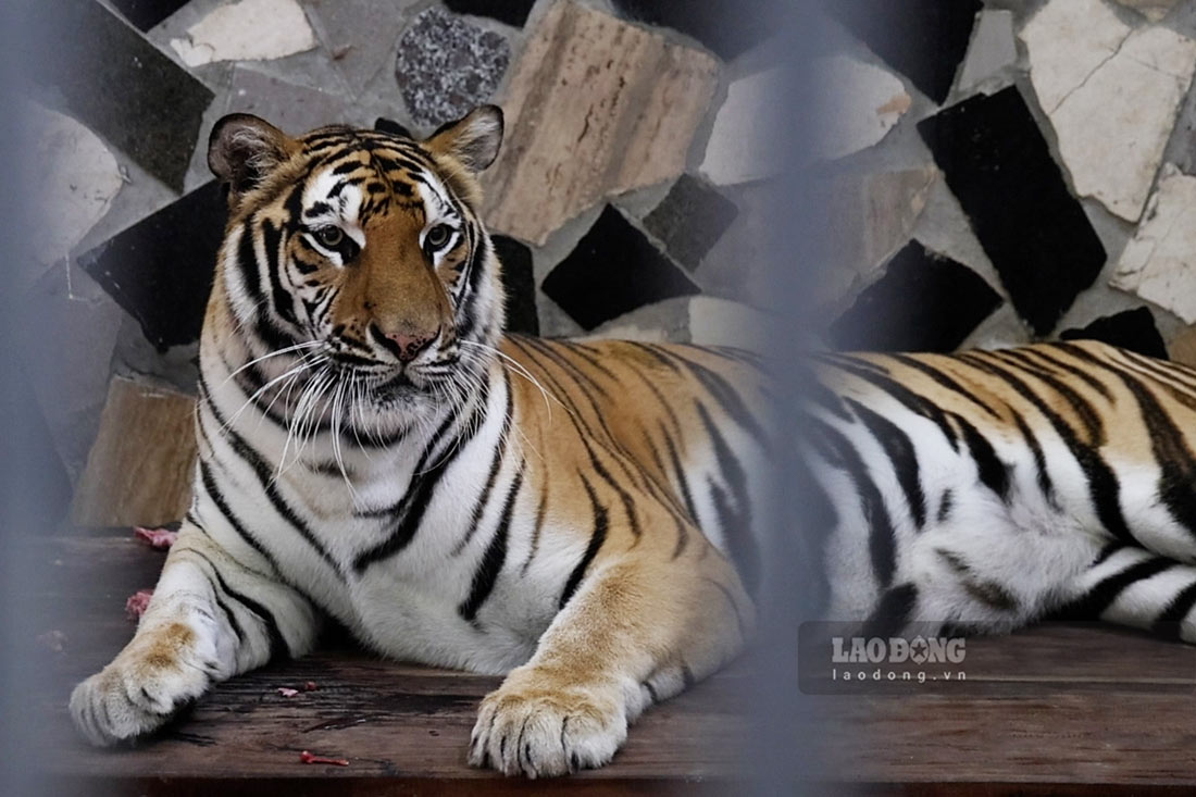 Đằng sau vẻ ngoài oai phong có phần hung dữ, những chú hổ, sư tử lại như trở thành những đứa trẻ nũng nịu khi ở gần những nhân viên vườn thú đã gắn bó lâu năm. Ảnh: Việt Anh