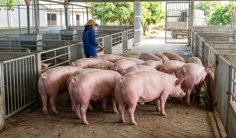 Giá heo hơi hôm nay 9-3-2026 - Ảnh minh họa