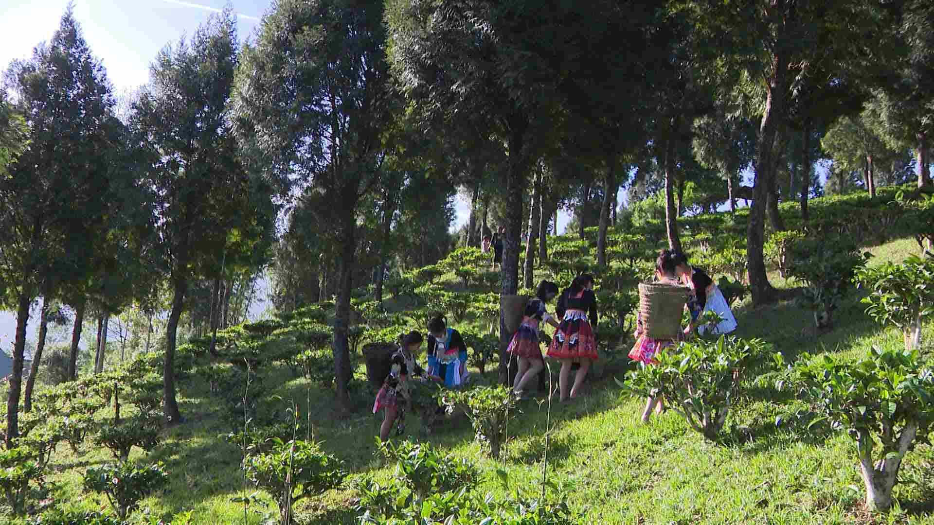 Nhiều mô hình kinh tế có giá trị sinh lợi cao được xây dựng từ nguồn vốn Chương trình mục tiêu quốc gia đã làm thay đổi tích cực đời sống người dân miền núi vùng cao Nghệ An. Ảnh: Ngọc Anh