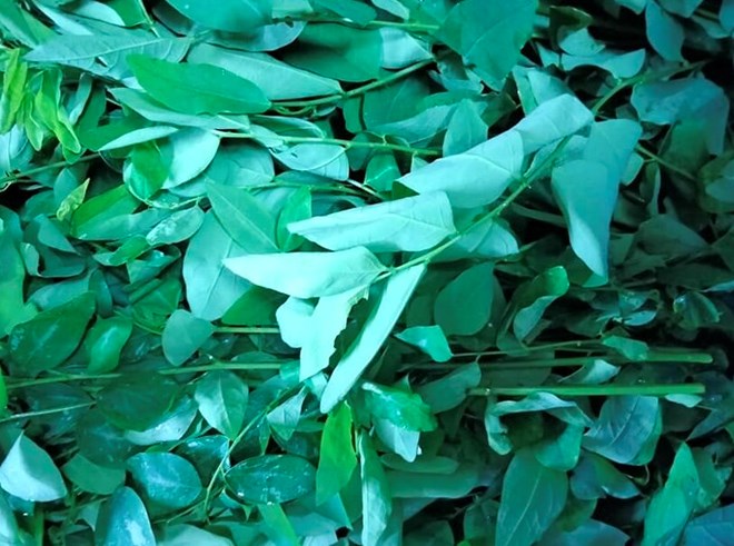 Bổ sung collagen và làm đẹp bằng rau ngót