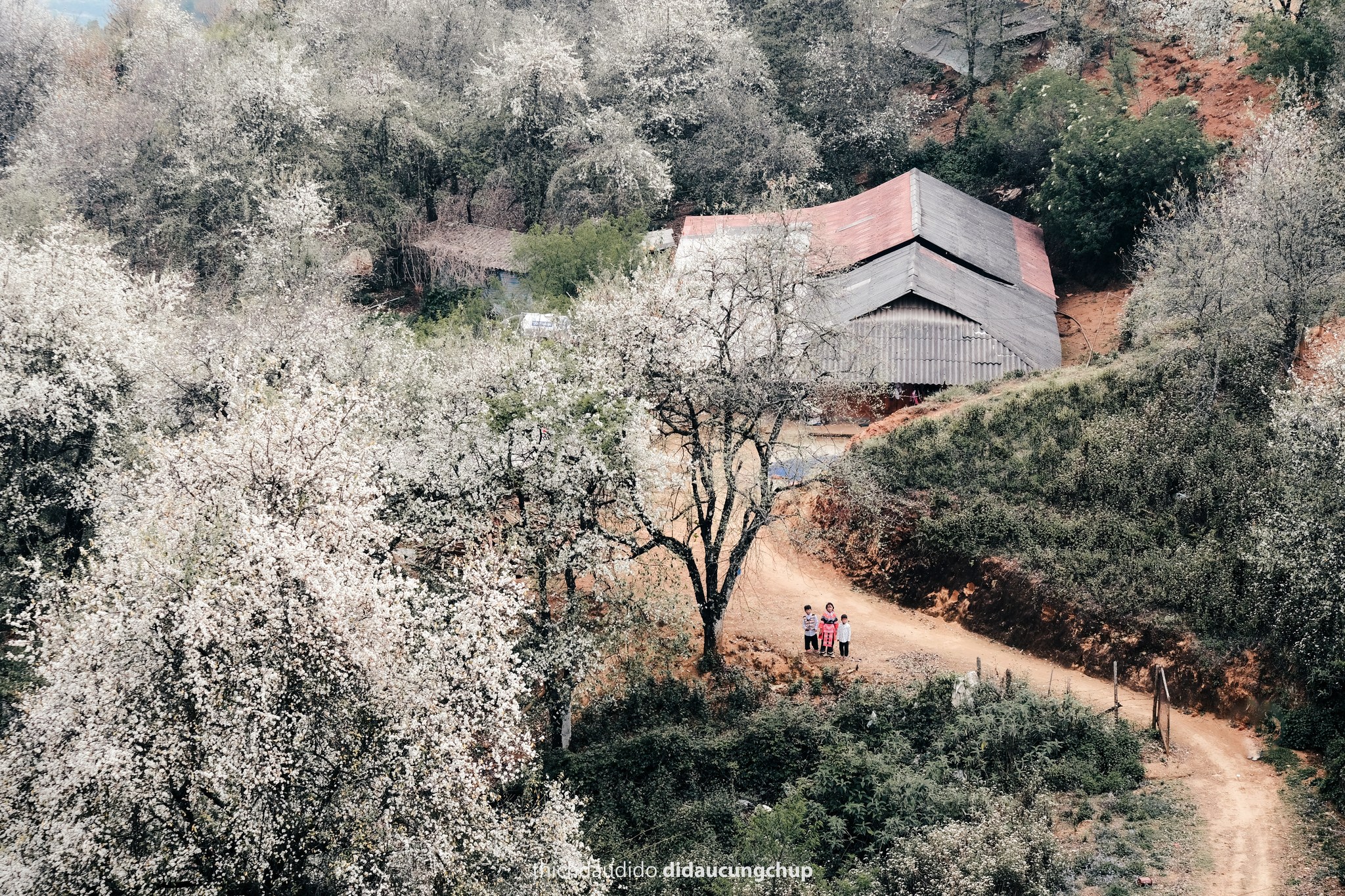 Năm nay là một trong những năm được đánh giá có mùa hoa sơn tra đẹp nhất, hoa nở đồng loạt và trắng xóa cả cây, phủ sắc màu tươi sáng lên khắp các con đường, mái nhà trong bản.