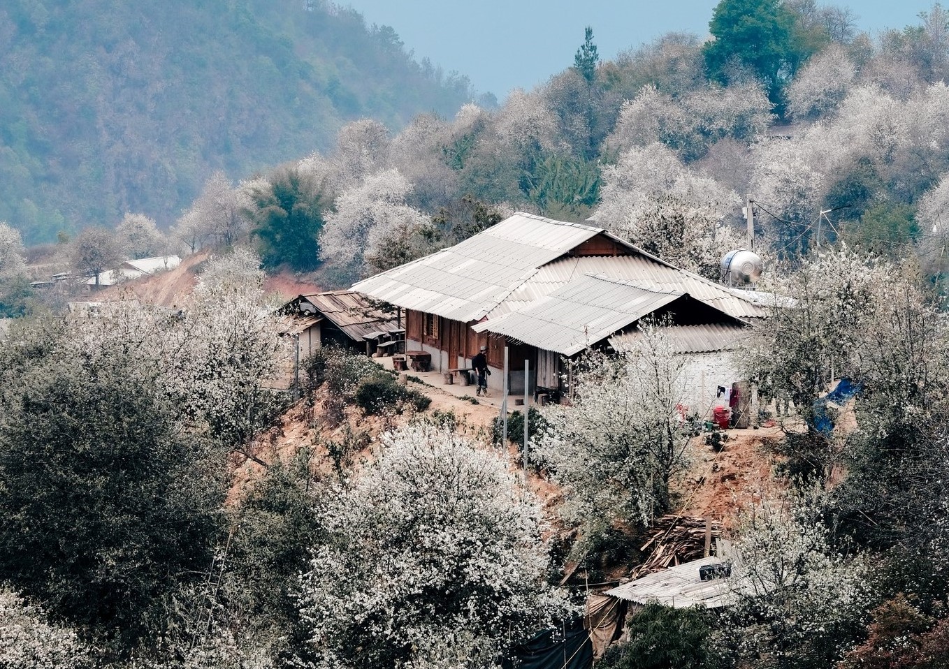 Nậm Nghẹp hiện có hơn 1.200 ha trồng sơn tra nên nơi này còn được mệnh danh là “thủ phủ sơn tra“, “thiên đường hoa trắng“.