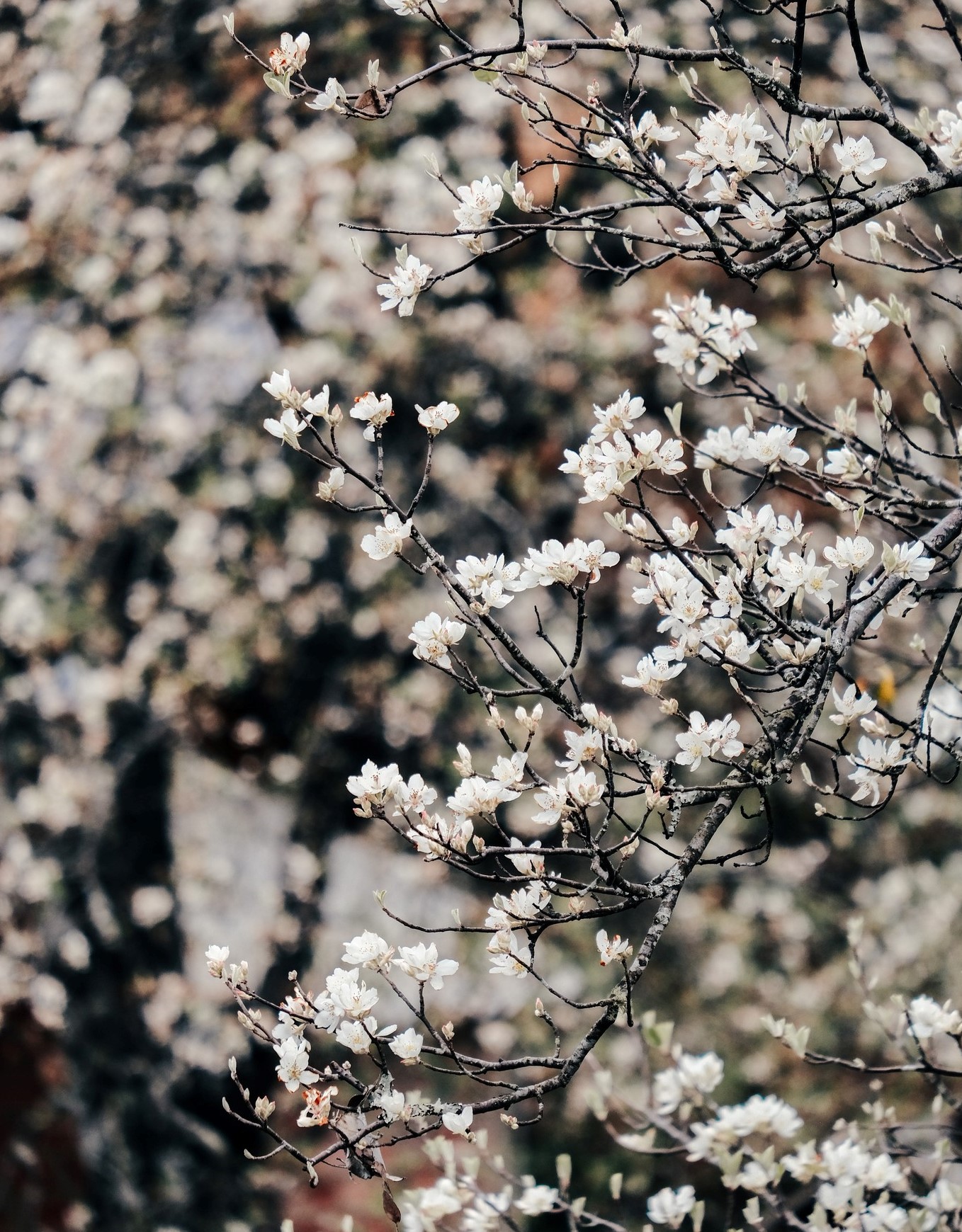 Cây sơn tra ra hoa tháng 3, mùa quả chín rơi vào tháng 9 - 10 là thu hoạch được. Từ loài cây kinh tế nông lâm nghiệp, giờ đây sơn tra còn là hình ảnh đại diện cho du lịch địa phương.