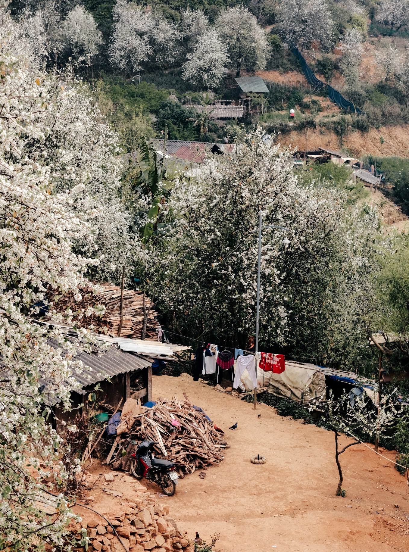 Đời sống yên bình dưới tán hoa sơn tra đang bung nở.