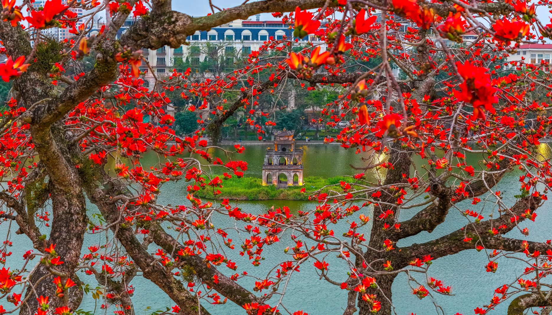 Tháp Rùa ẩn hiện giữa những tán gạo đang rực đỏ như lửa bên bờ Hồ Gươm. Hoa gạo nở là báo hiệu của xuân tàn sang hạ, mưa phùn dứt và trời chuyển nắng ấm nhiều hơn.