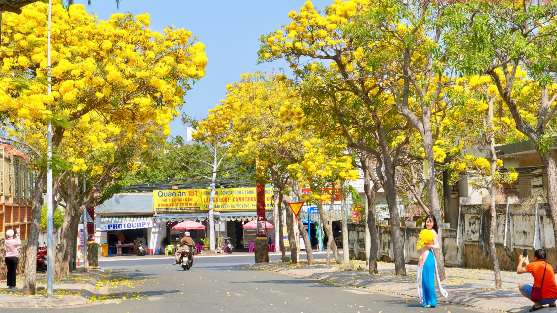 Hoa phong linh nở rộ làm vàng rực cả góc phố. Ảnh: Nam Ngọc