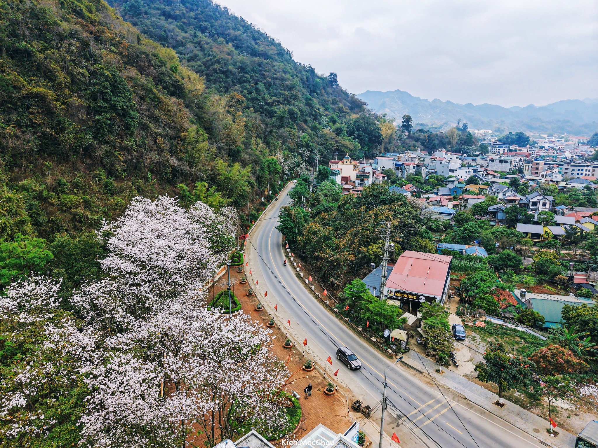 Hoa ban thường nở rộ từ cuối tháng 2 đến hết tháng 3 hàng năm. Hoa ban ở Mộc Châu mọc nhiều nhất dọc tuyến quốc lộ 6, từ thị trấn lên các bản như Lóng Luông, Phiêng Luông hoặc khu vực Mu Náu. Những rừng ban nối tiếp nhau lúc trên đồi lúc dưới thung lũng, lúc ven đường lớn, điểm trắng trên nền xanh của núi rừng Tây Bắc.