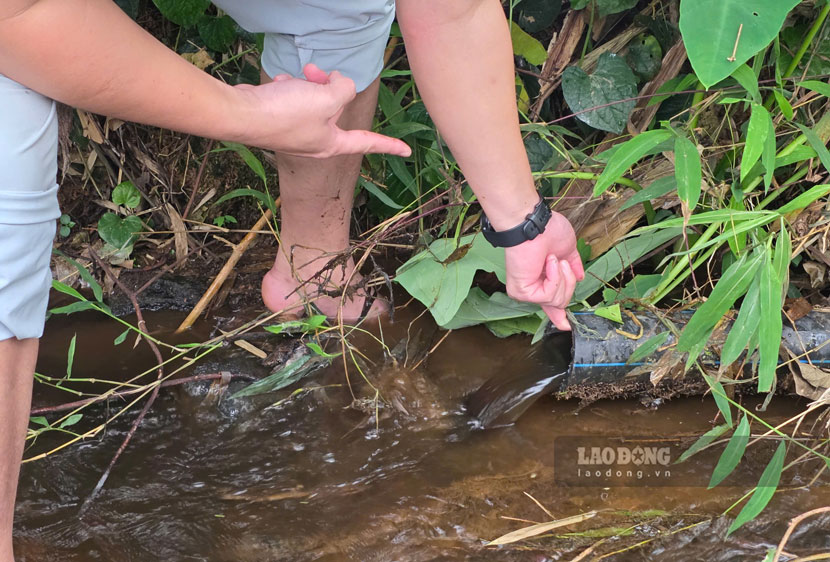 Nước thải màu đen từ đường ống xả trực tiếp ra suối, không qua xử lý triệt để, bốc mùi hôi tanh ngay tại điểm cuối của đường ống xả thải. Ảnh: Duy Dũng