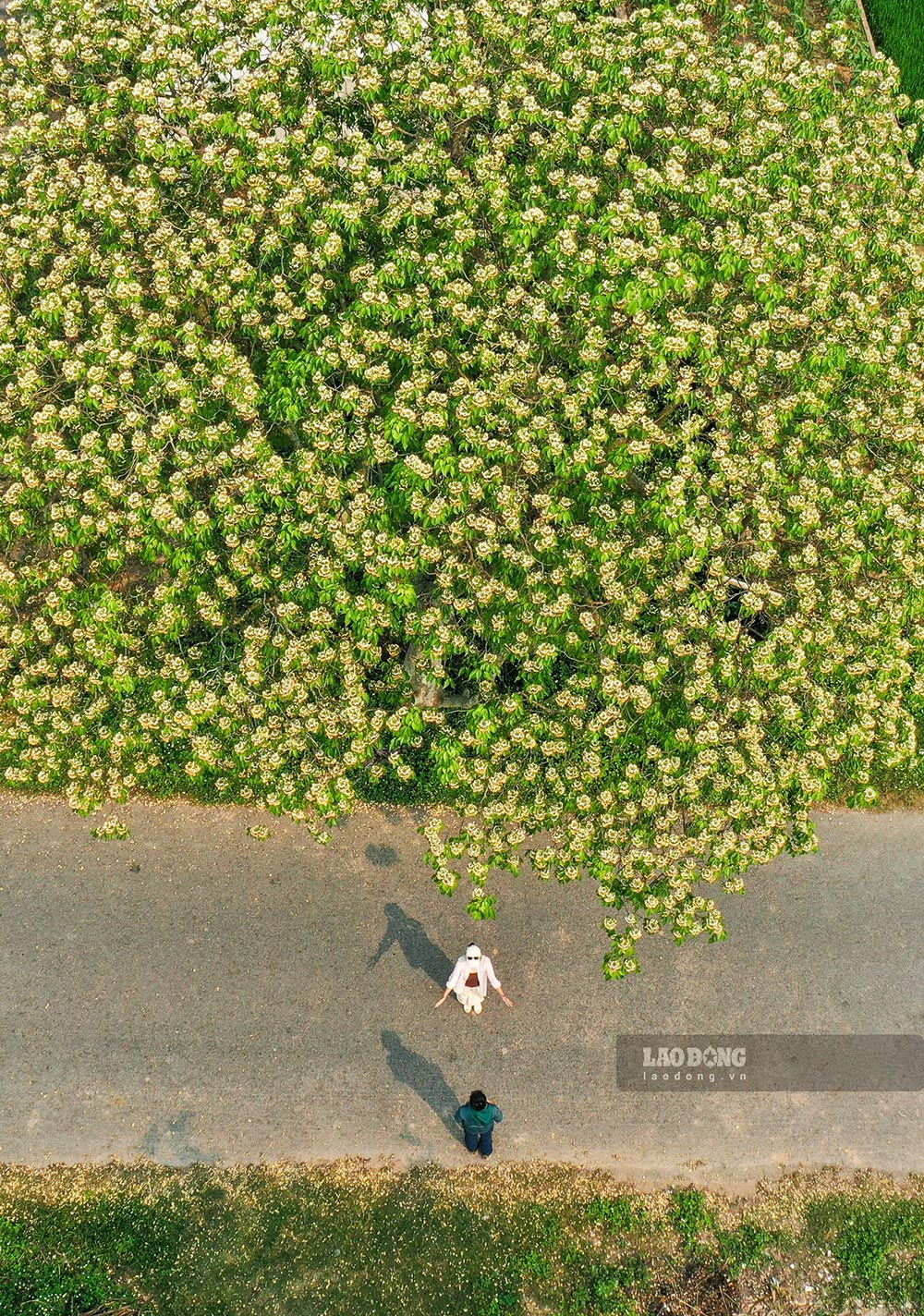 Từ trên cao nhìn xuống, cây hoa bún hiện lên như một mâm xôi khổng lồ, nổi bật giữa thảm lúa xanh mướt.