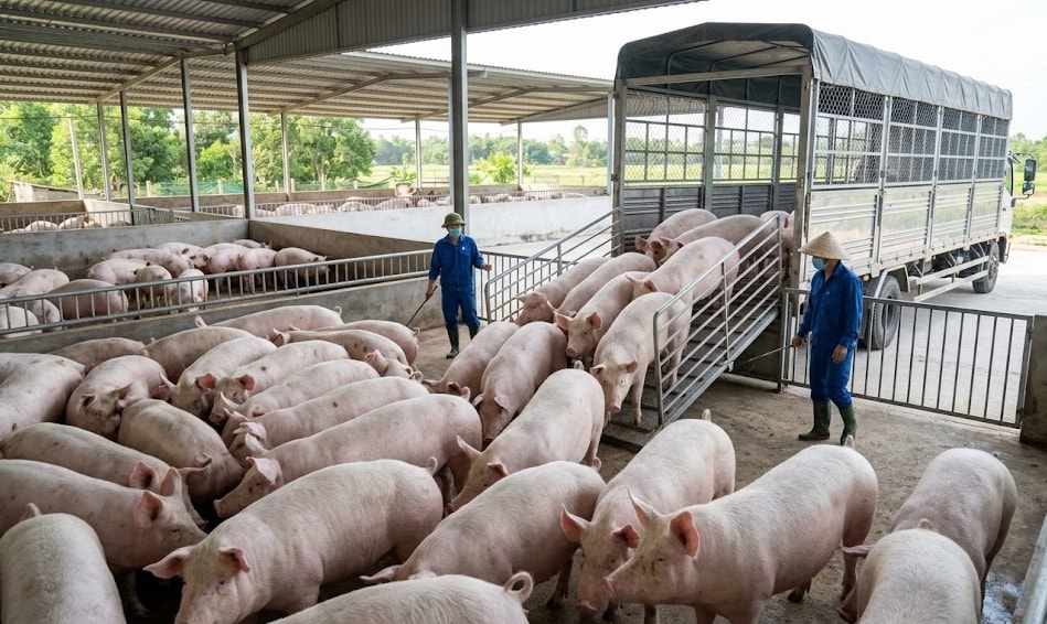 Giá heo hơi ba miền sáng 1-4-2026 - Ảnh minh họa