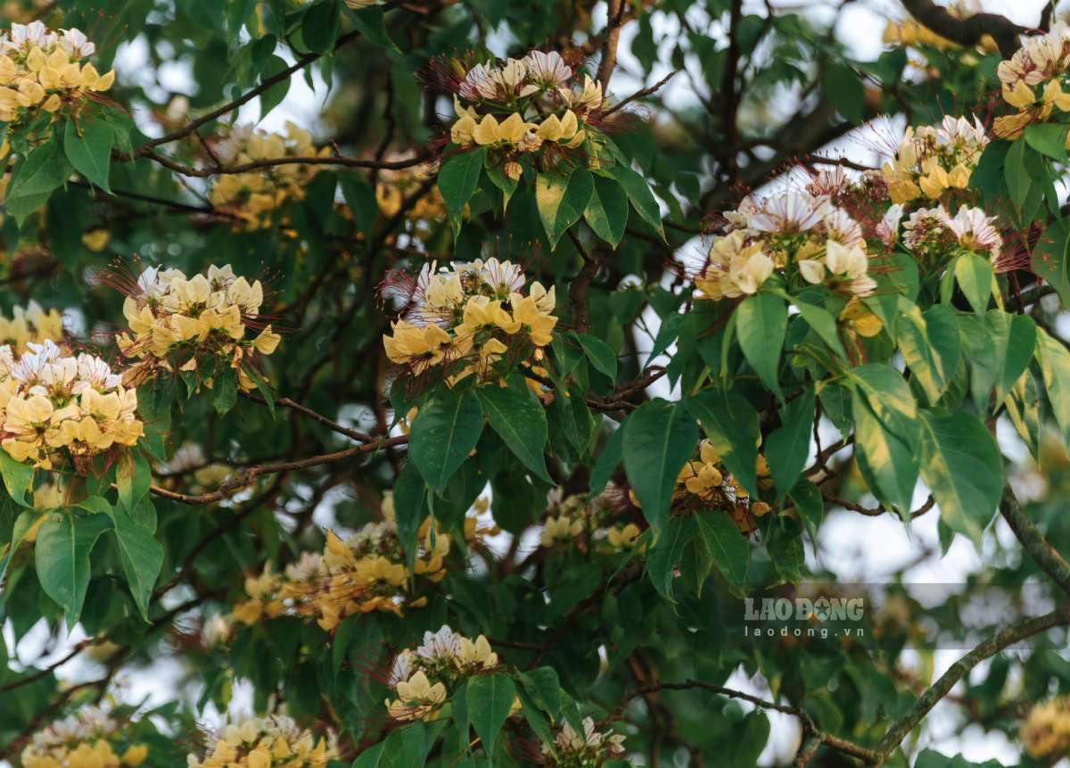 Nhiều bạn trẻ thích thú lưu lại hình ảnh đẹp bên cây ho bún.