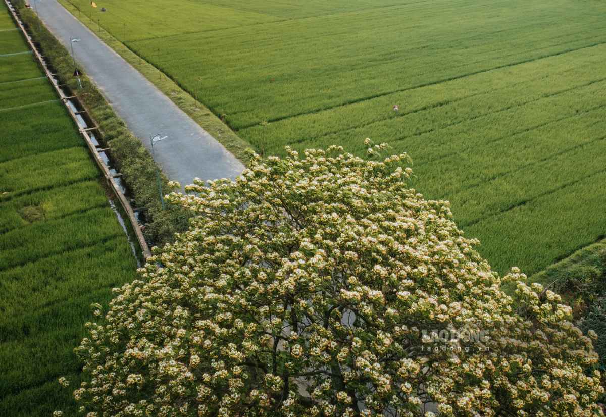 Cây hoa bún có vị trí cạnh cánh đồng, tạo nên khung cảnh bình yên.