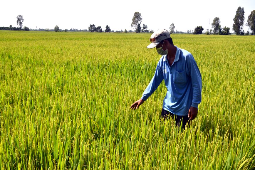 Nếu được điều chỉnh kịp thời nạn đốt đồng, sẽ là cơ hội để nhà nông biến phế phẩm thành cơ hội bù đắp lợi nhuận từ áp lực giá nhiều mặt hàng vật tư nông nghiệp tăng vọt. Ảnh: Thanh Mai
