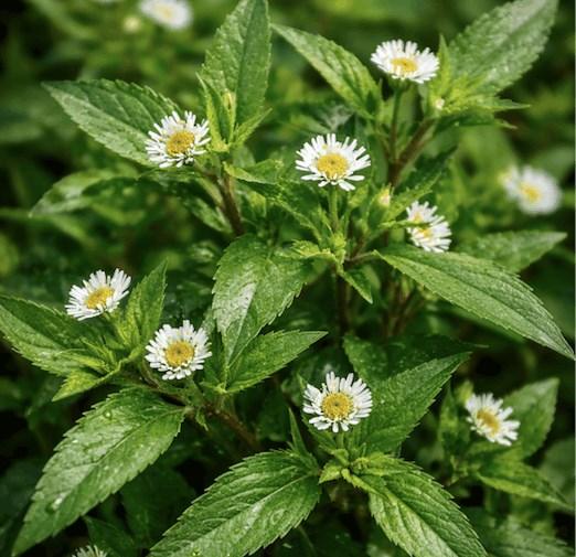 Thải độc gan bằng cây mọc dại