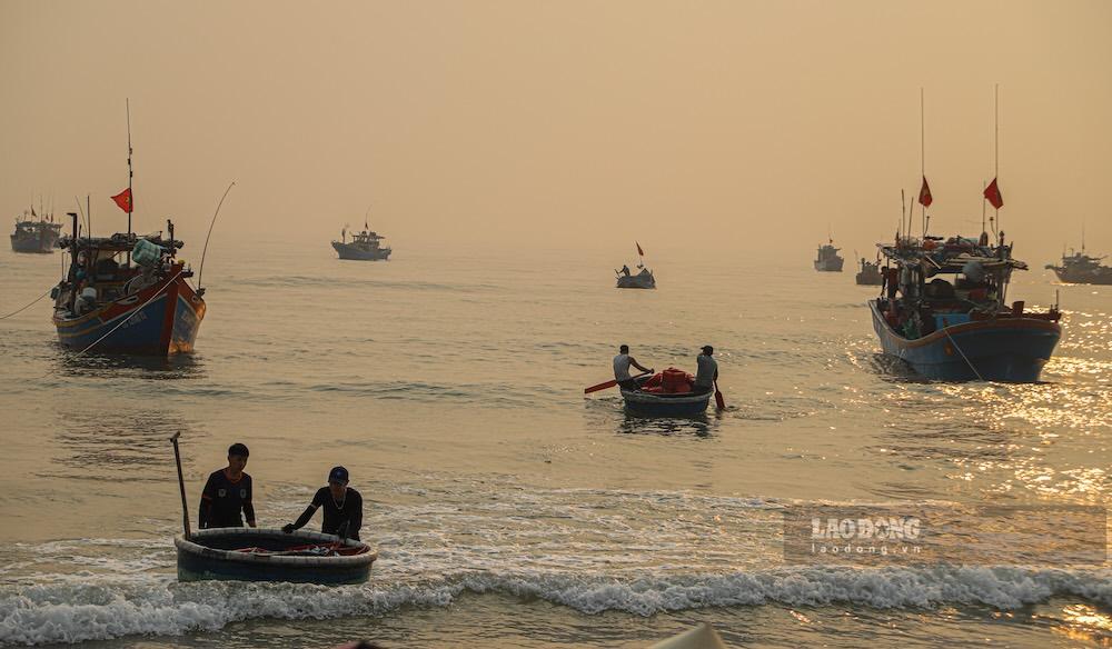 Cá được trung chuyển bằng thuyền thúng vào bờ. Ảnh: Nguyễn Luân