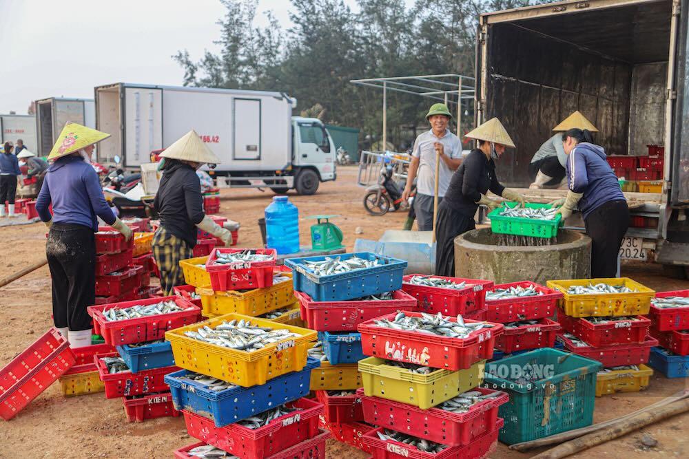 Những lao động nữ làm việc luôn tay để cá được tươi trong quá trình vận chuyển. Ảnh: Nguyễn Luân