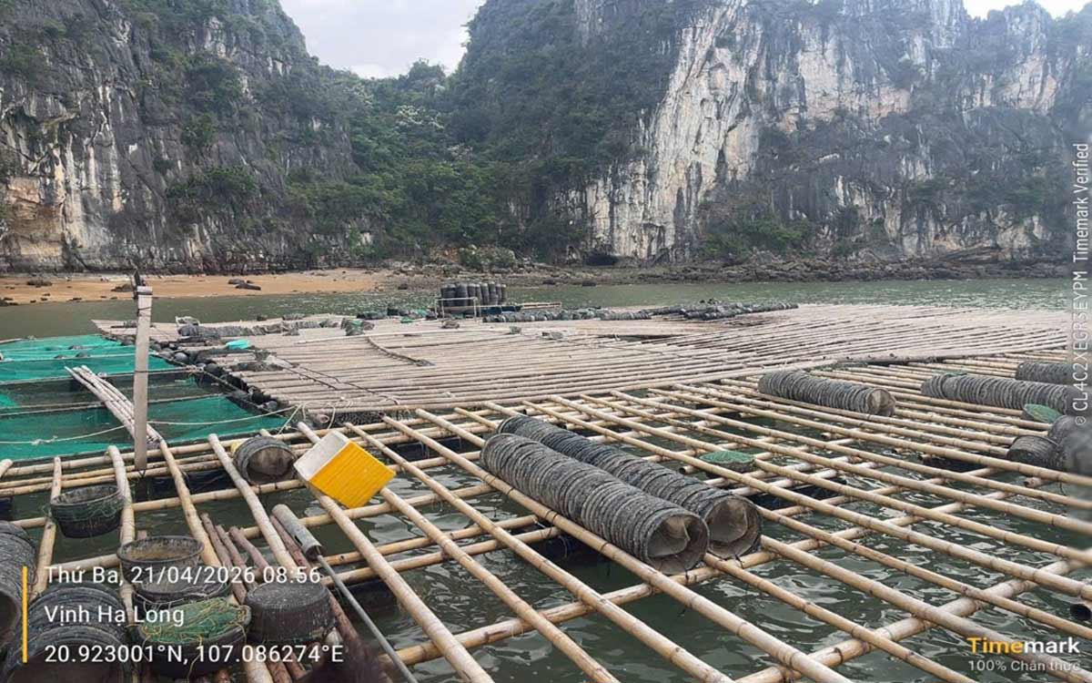 Đoàn liên ngành yêu cầu các trường hợp vi phạm di dời toàn bộ lồng, bè, mảng ra khỏi khu vực. Ảnh: Quảng Ninh