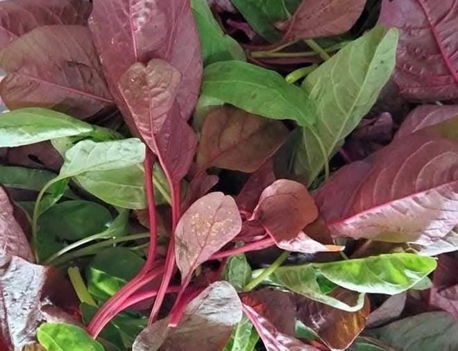 Lý do muốn bổ thận nên hạn chế ăn rau dền