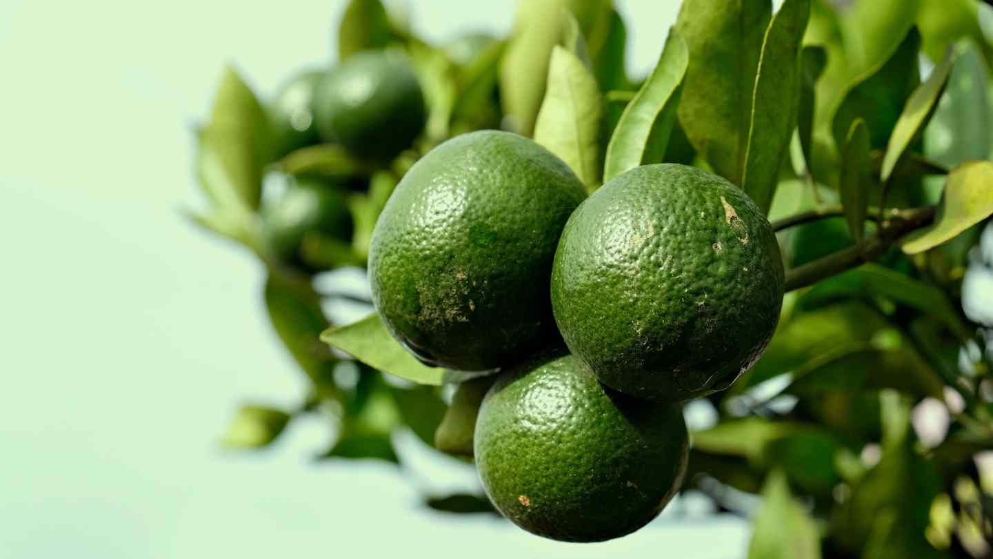 Uống nước chanh pha loãng buổi sáng cung cấp citrate tự nhiên giúp đào thải axit uric. Ảnh: Canva