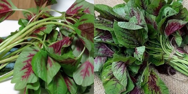 Mát gan bằng loại rau mùa hè