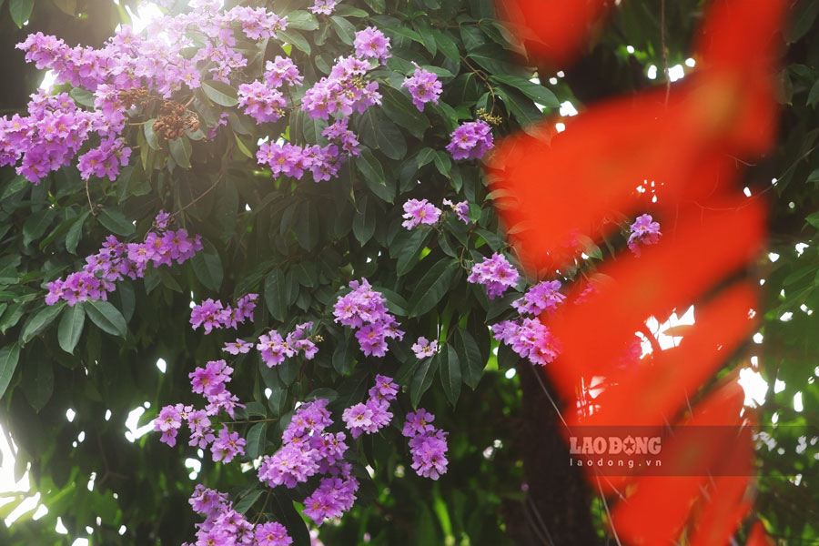 Hà Nội bước vào những ngày đầu tháng 5 với sự xuất hiện của hoa bằng lăng trên khắp các nẻo đường.