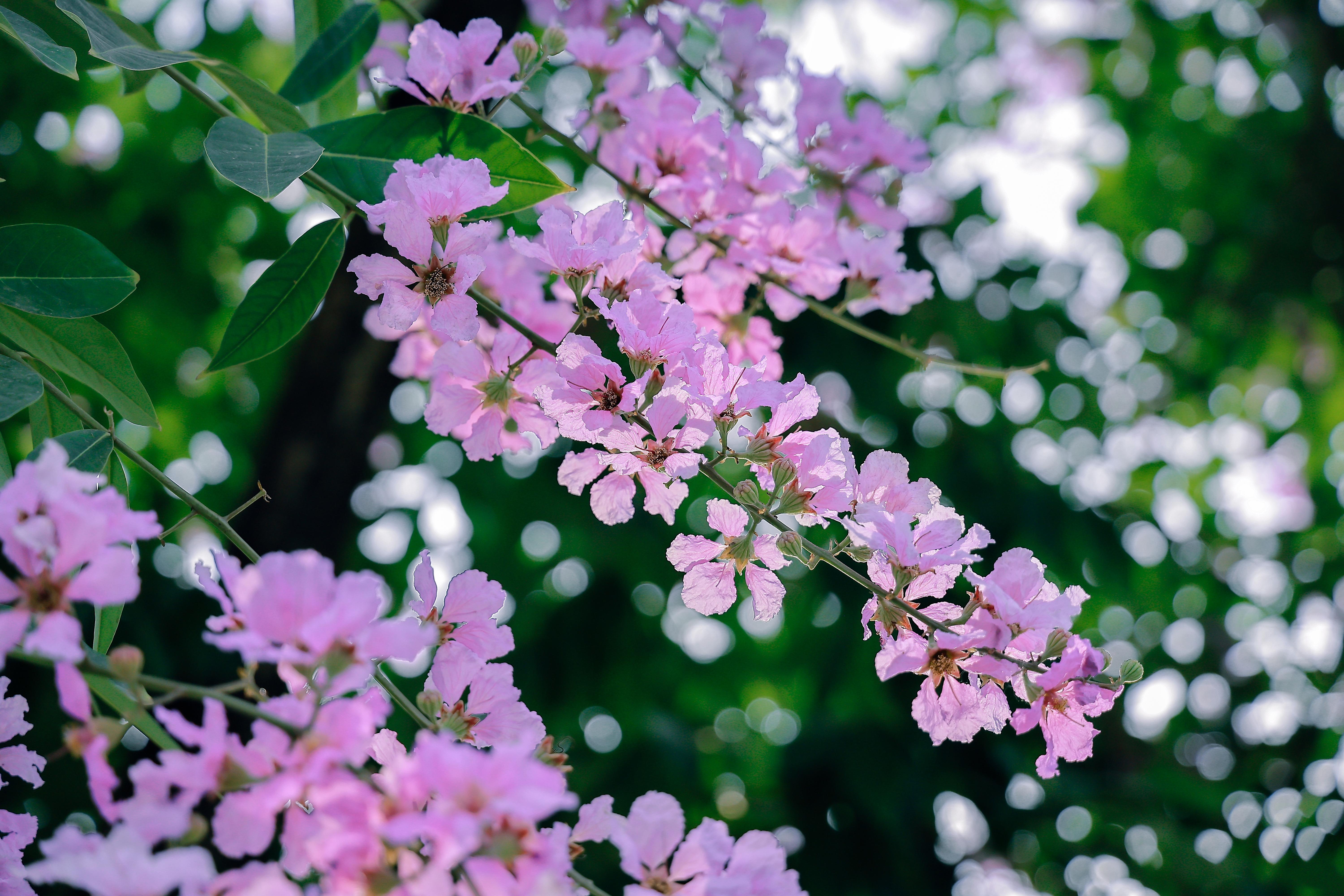Hoa bằng lăng có nguồn gốc từ Ấn Độ, tên khoa học là Lagerstroemia speciosa. Tại Việt Nam, loài cây này từ lâu gắn với ký ức tuổi học trò, mùa chia tay và mùa tốt nghiệp. Hoa thường nở từ đầu tháng 5 đến cuối tháng 6, nhưng thời gian đẹp nhất chỉ kéo dài khoảng vài tuần.