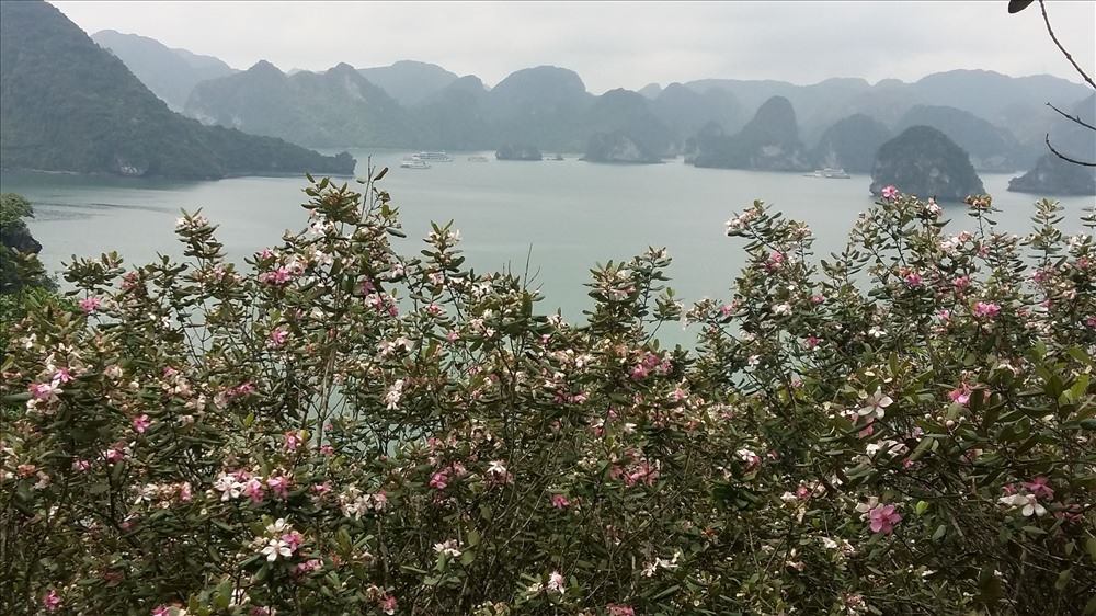Tháng 5, hoa sim tím ngắt trên đảo Soi Sim giữa vịnh Hạ Long. Ảnh: Nguyễn Hùng