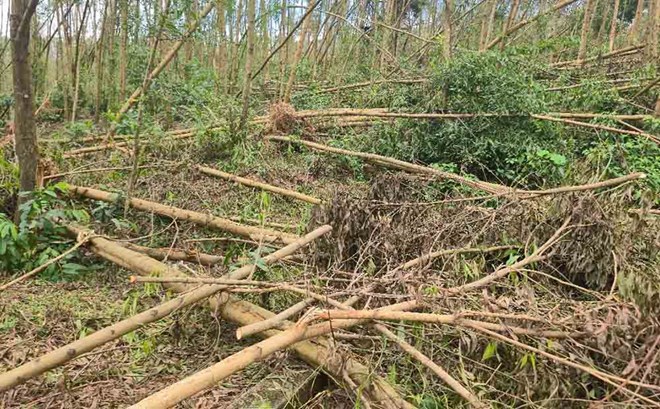 Chưa rõ thời gian tiến hành thanh lý hàng trăm hecta rừng gãy đổ ở Hà Tĩnh