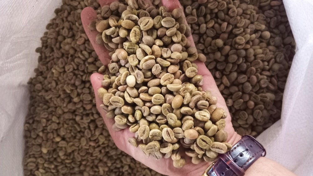Cà phê Robusta Việt Nam được thế giới ưa chuộng, đứng số 1 thế giới về xuất khẩu cà phê Robusta. Ảnh: Viết Hảo 3.jpg