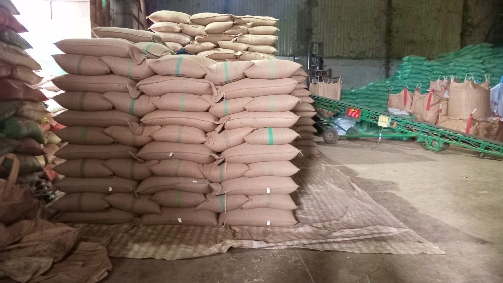Việt Nam là cường quốc về xuất khẩu cà phê nhân Robusta, đứng thứ 2 thế giới về xuất khẩu cà phê. Ảnh: Viết Hảo 1.jpg