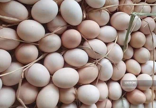 Người bệnh gout có nên ăn trứng mỗi ngày để hỗ trợ giảm axit uric