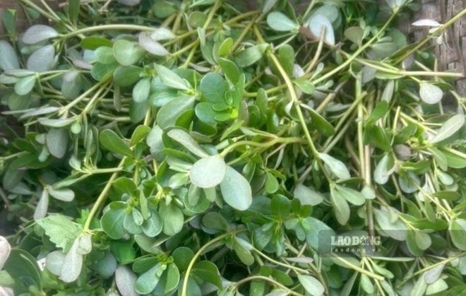 Loại rau hỗ trợ hạ axit uric và tốt cho xương khớp
