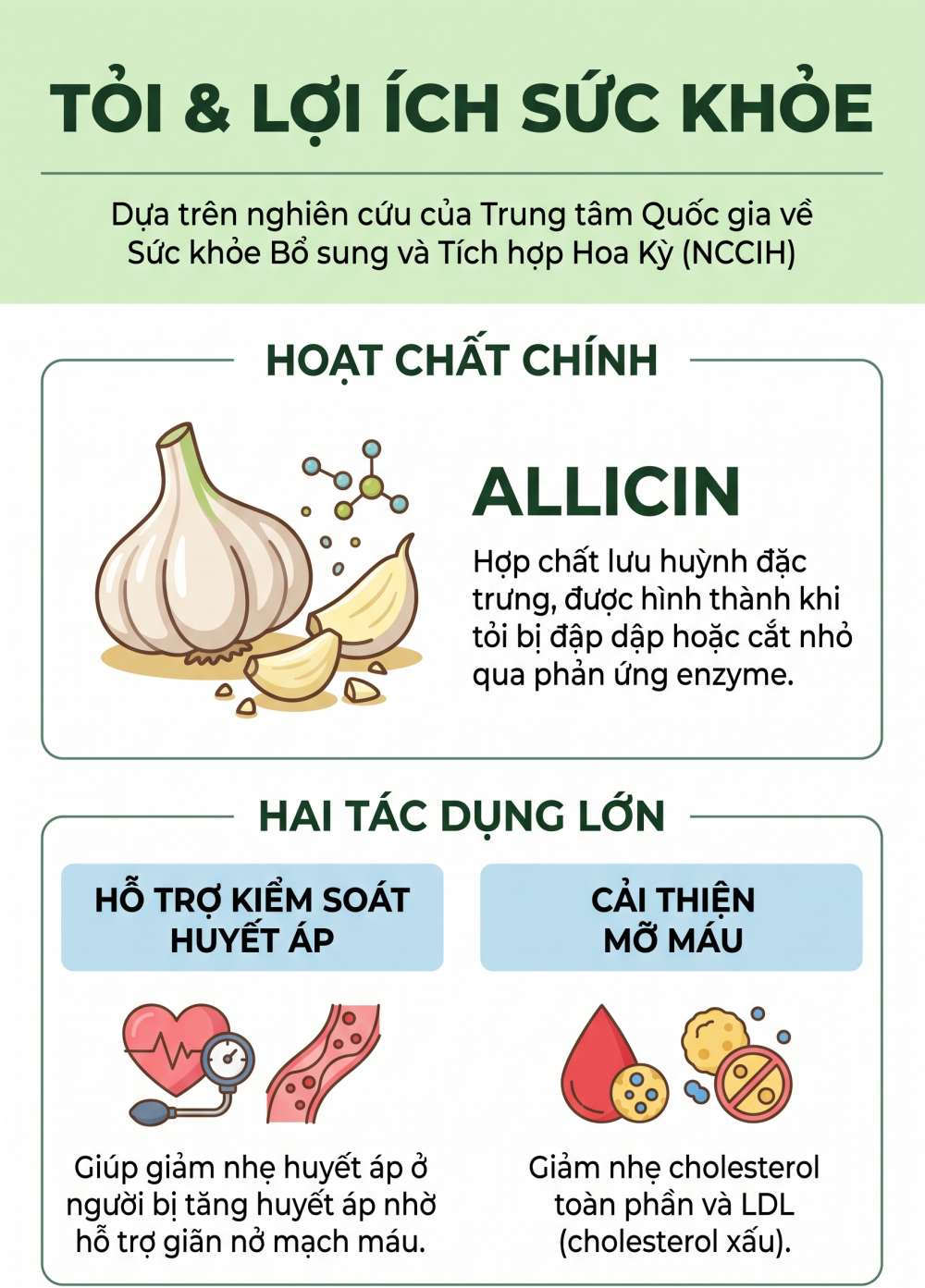 Infographic: Tổng quan các lợi ích sức khỏe nổi bật của tỏi (hỗ trợ giảm huyết áp và cải thiện mỡ máu). Đồ hoạ: AI