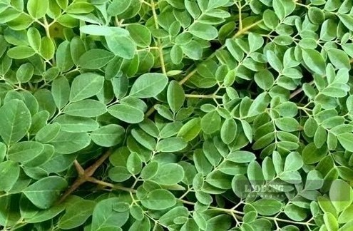 Loại cây có thể dùng để hỗ trợ hạ axit uric và tốt cho xương khớp