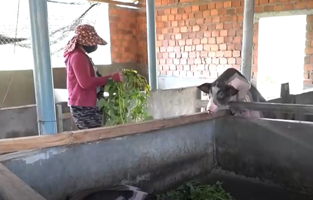 Dịch tả lợn được kiểm soát, người chăn nuôi mạnh dạn nuôi lợn trở lại. Ảnh: Viên Nguyễn